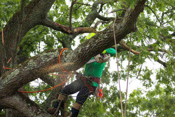 Best Tree Removal Service  in Strum, WI