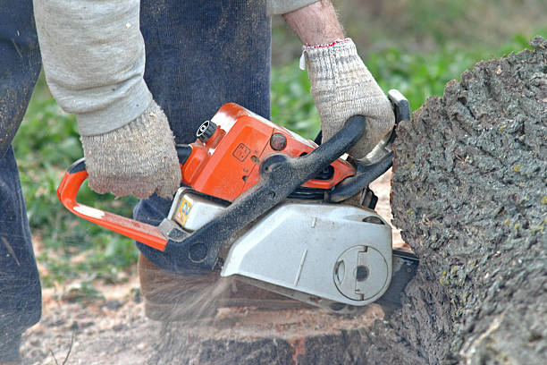 Best Tree Cabling and Bracing  in Strum, WI