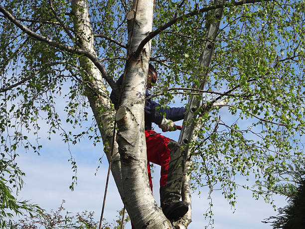 Best Stump Grinding and Removal  in Strum, WI