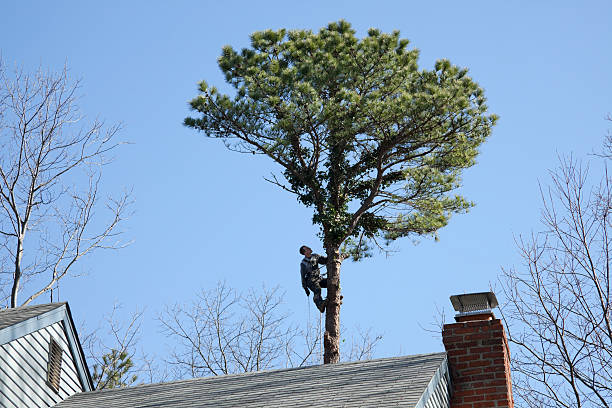 How Our Tree Care Process Works  in  Strum, WI